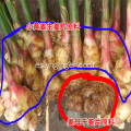 Jengibre amarillo pequeño en rodajas de jengibre viejo